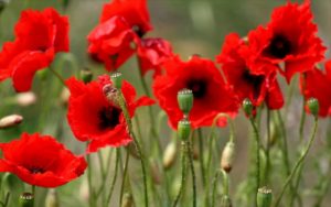 Poppies image representing "We Will Never Forget" for the About page at Woodford Community Centre