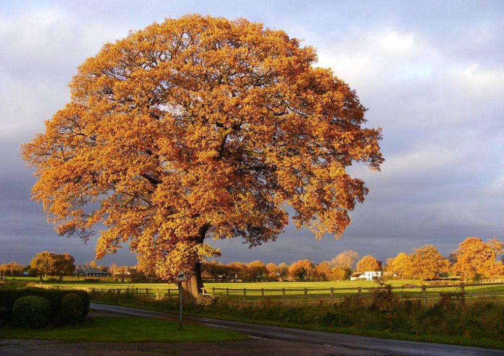 Oak Tree in Blossoms Lane